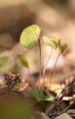 saemlinge_jeffersonia_d.jpg