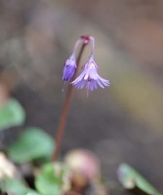 Soldanella_montana_April.jpg