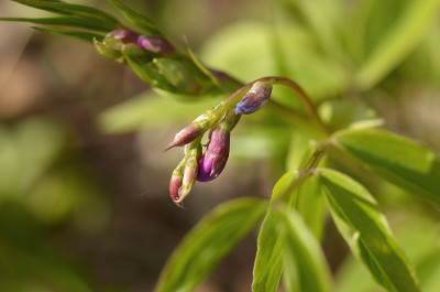 lathyrus_neu.jpg