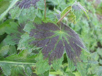 Geranium_phaeum_Samling_Laub_Gartenpur.jpg