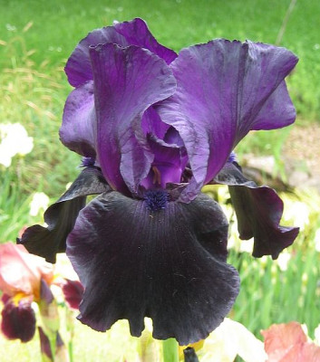 Iris_Dusky_Dancer.jpg