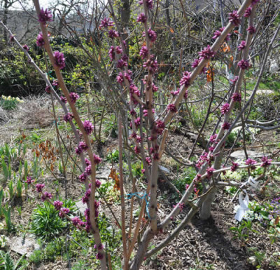 Judasbaum_12_3460.jpg
