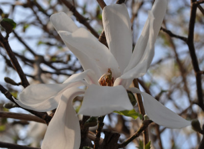 Magnolia_stellata_12__3472.jpg