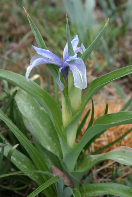 IMG_6549_Iris_aucheri.JPG