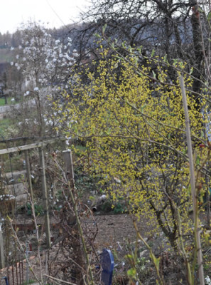 Magnolia_stellata_Cornus_mas_12__3340.jpg
