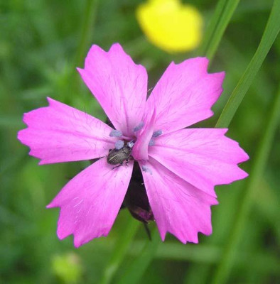dianthus_sylvestris.jpg