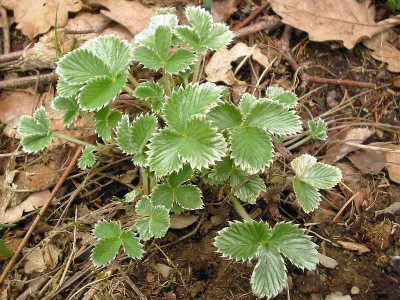 potentilla.jpg