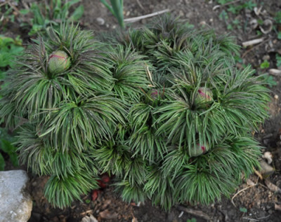 Paeonia_tenuifolia_12__3476.jpg