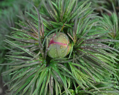 Paeonia_tenuifolia_2_12__3477.jpg