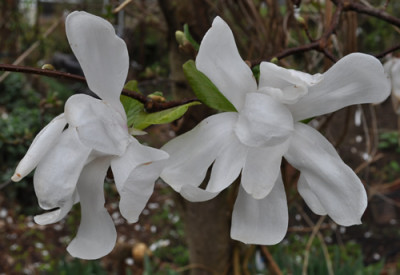 Magnolia_B_12__3489.jpg