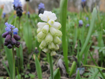 Muscari_album_6.4.12_ue.jpg