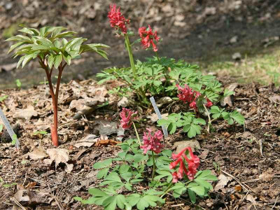 Corydalis_solida_ssp.transsylvanica.jpg
