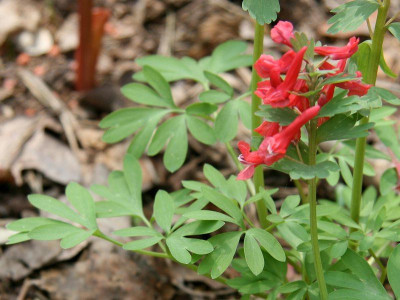 Corydalis_solida_ssp.jpg