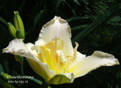 Imgp9490-Chard.jpg