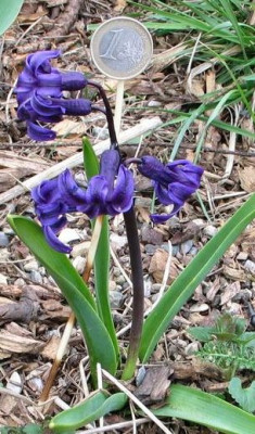 hyacinthe-ax_2012a.jpg