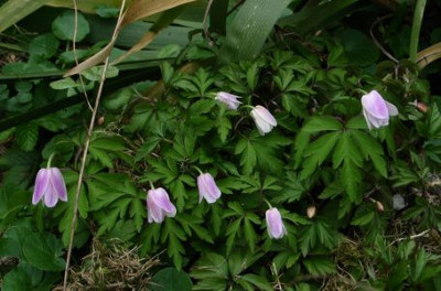 A.nemorosa-axel.jpg