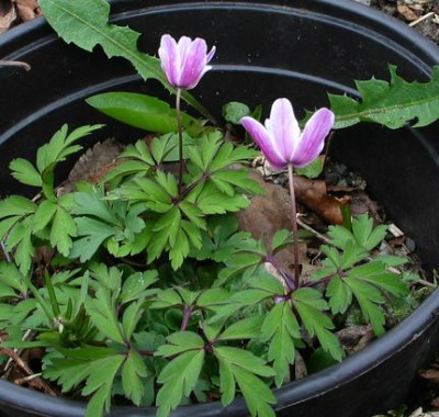 Findling-nemorosa-ax.jpg