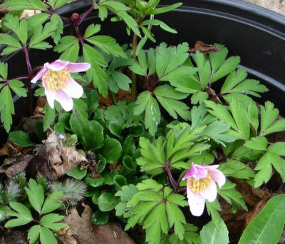 Findling-nemorosa-ax2.jpg