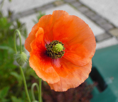Mohn_Bluete_vorn-1.jpg