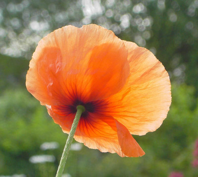 Mohn_Bluete_hinten-1.jpg