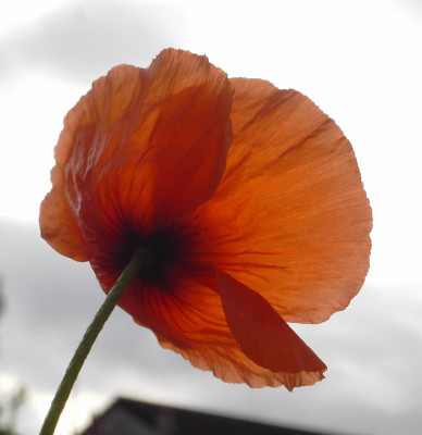 Mohn_Bluete_hinten-2.jpg