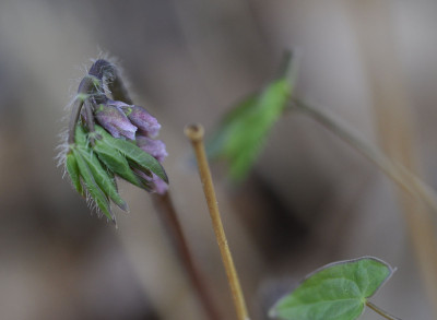 grandiflorumnanum.jpg