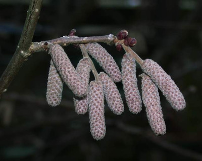 Haselnuss001.jpg