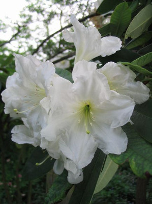 Rhododendron-Hybride_Nymphenburg_Hortu.jpg