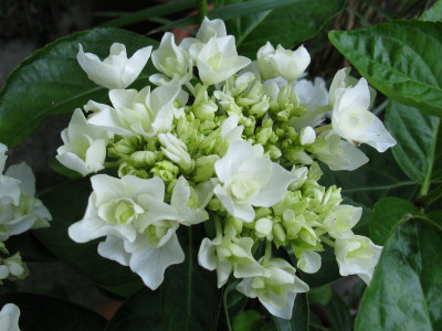 Hydrangea_macrophylla_Coco_Gartenpur.jpg