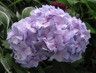 Hydrangea_macrophylla_All_Summer_Beauty_2_Gartenpur.jpg