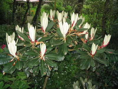 Rhododendron_fictolacteum_Austrieb_Hortu.jpg