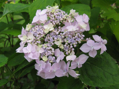 Hydrangea_serrata_Blue_Deckle_2Gartenpur.jpg