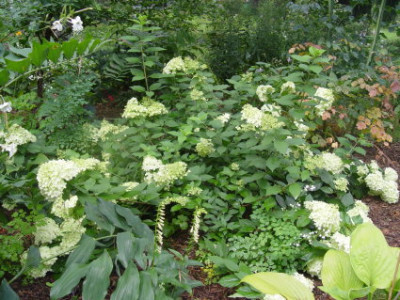 DSC00029.jpg
