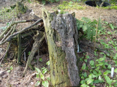 DSC000032.jpg