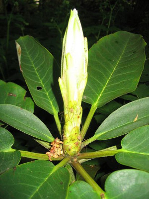 Rhododendron_lacteum_Austrieb_Hortu.jpg
