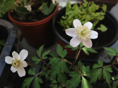 anemone-nemorosa-lehna_zg2.jpg