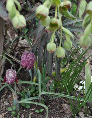 Fritilaria_12__3399.jpg