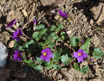 Primula_Pruhoniciana_12__3431.jpg