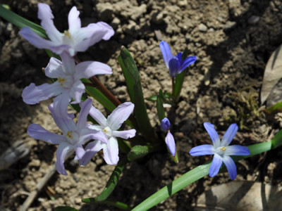 Blausternchen_12__3343.jpg