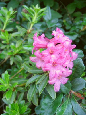 Rhododendron_hirsutum_Hortu.jpg