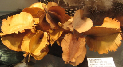 Combretum_sp.JPG