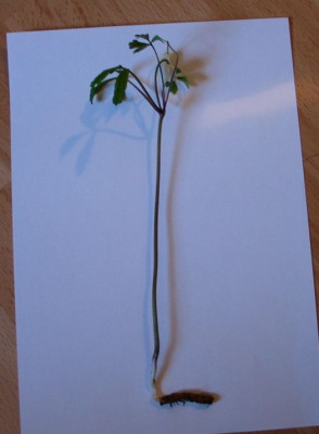 A.nemorosa-pilz-ax.jpg