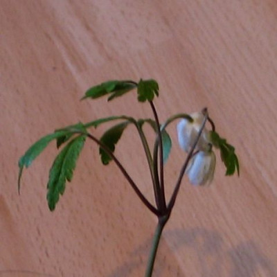 A.nemorosa-pilz2.jpg