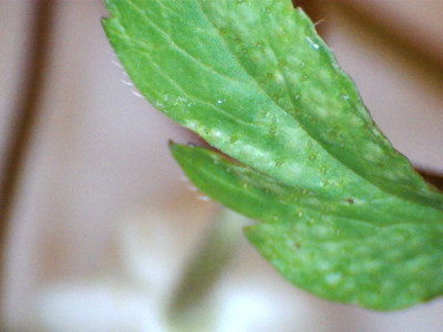 A.nemorosa2.jpg