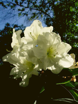 Sonnengesang.jpg