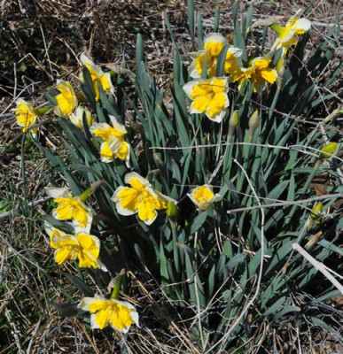 Narcissus_Orangery_12__83422.jpg
