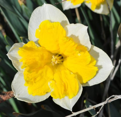 Narcissus_Orangery_2_12__83423.jpg