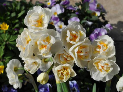 Narcissus_Bridal_Crown_12__83389.jpg