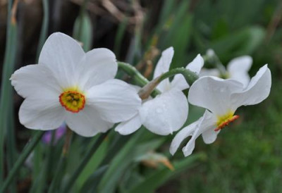 Narcissus_poeticus_Actaea_12__83539.jpg