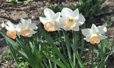 Narcissus_Pink_Charm_12__83435.jpg